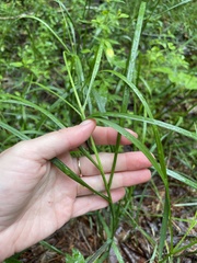 Glyceria elata