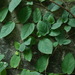 Ficus trichocarpa - Photo (c) 潘立傑 LiChieh Pan, μερικά δικαιώματα διατηρούνται (CC BY-NC-SA)