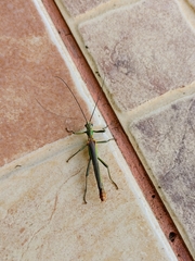 Damasippus