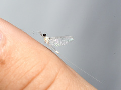 Maccaffertium terminatum