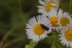 Parascythris muelleri