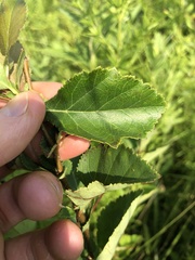 Crataegus reverchonii