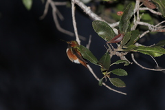 Selasphorus sasin sedentarius