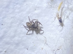 Habronattus pyrrithrix