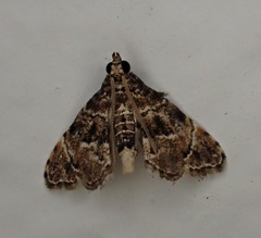 Microphysetica hermeasalis