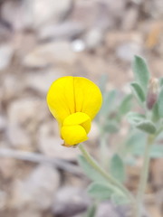 Acmispon oroboides