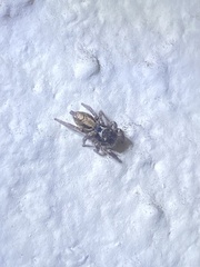 Habronattus pyrrithrix