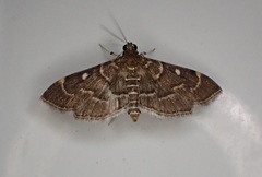 Cryptobotys zoilusalis