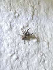 Habronattus pyrrithrix