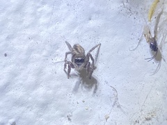 Habronattus pyrrithrix