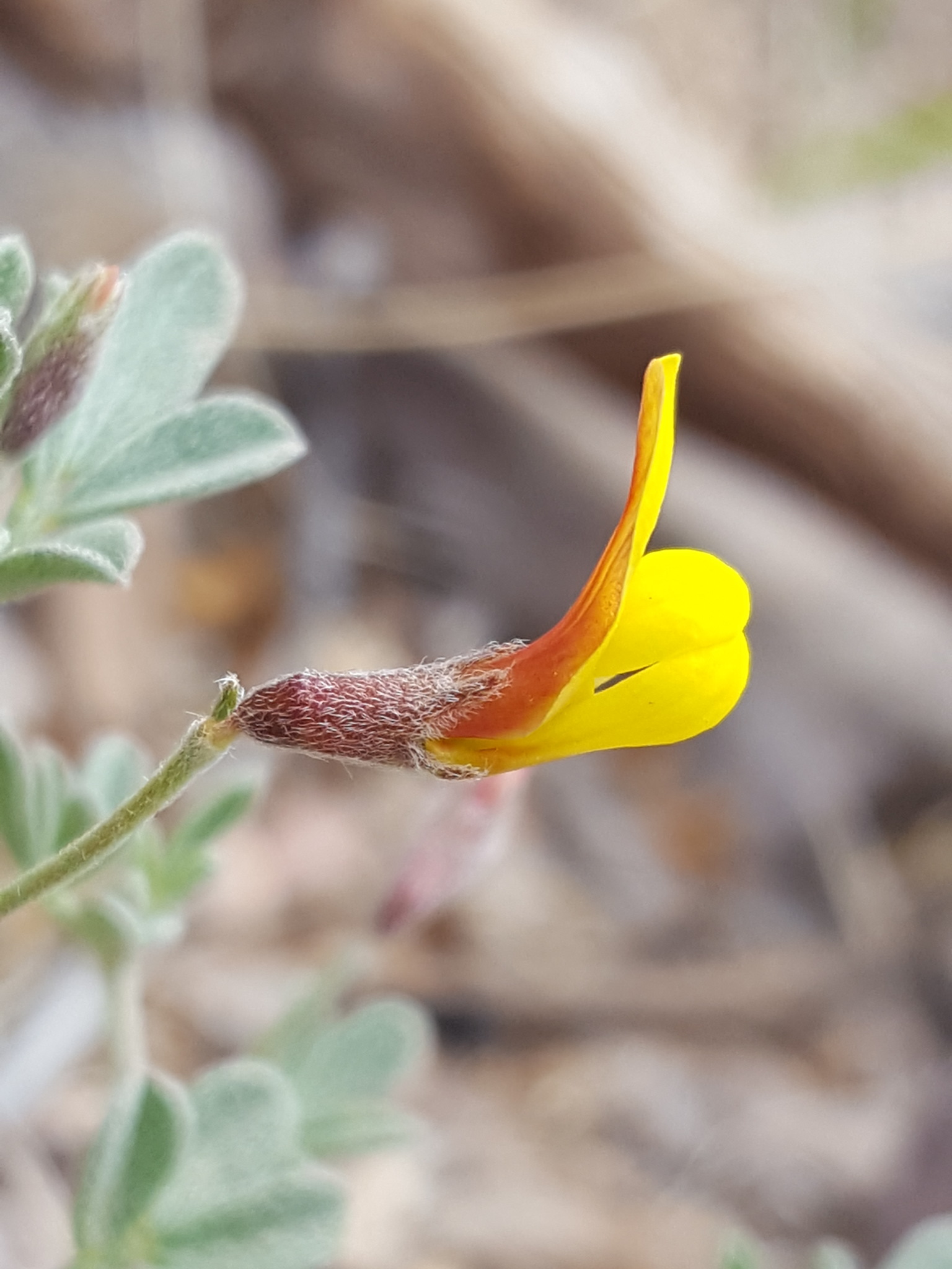 Acmispon oroboides