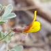 New Mexico Bird's-foot Trefoil - Photo (c) Alex Abair, some rights reserved (CC BY-NC), uploaded by Alex Abair