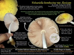 Volvariella bombycina flaviceps