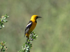 Icterus cucullatus nelsoni