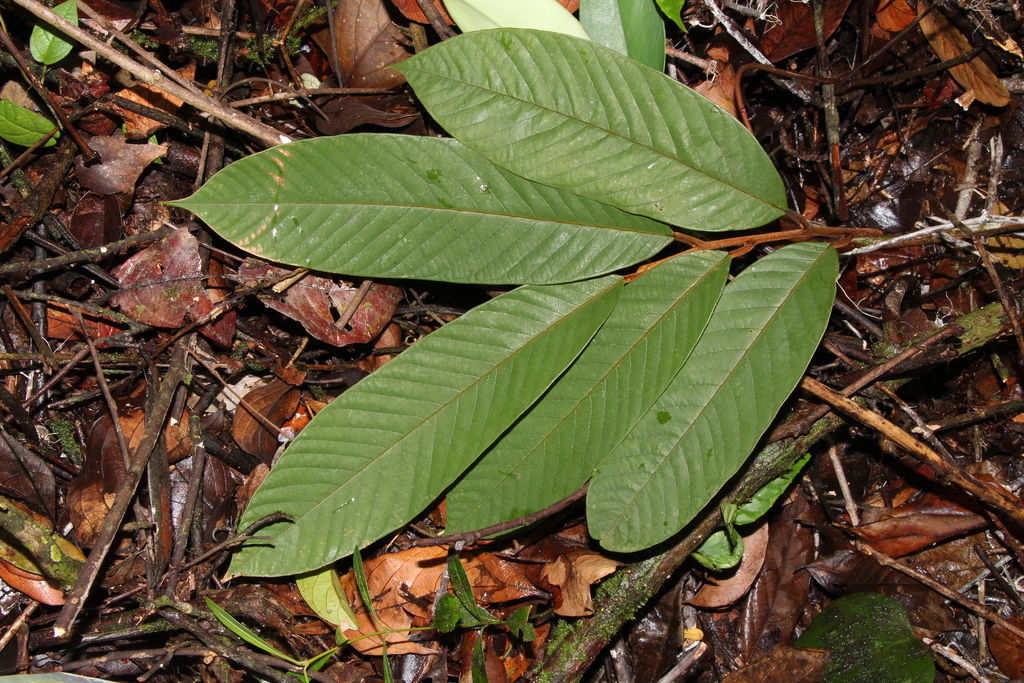 Fissistigma latifolium (Fissistigma latifolium)