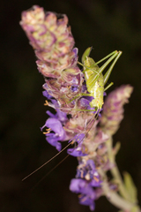 Poecilimon intermedius