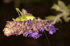 Poecilimon intermedius