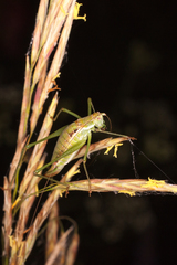 Poecilimon intermedius