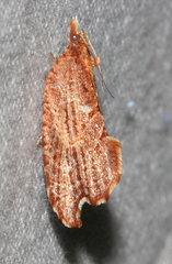 Glyphidoptera polymita