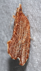 Glyphidoptera polymita