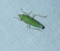 Draeculacephala floridana