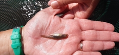 Economidichthys pygmaeus