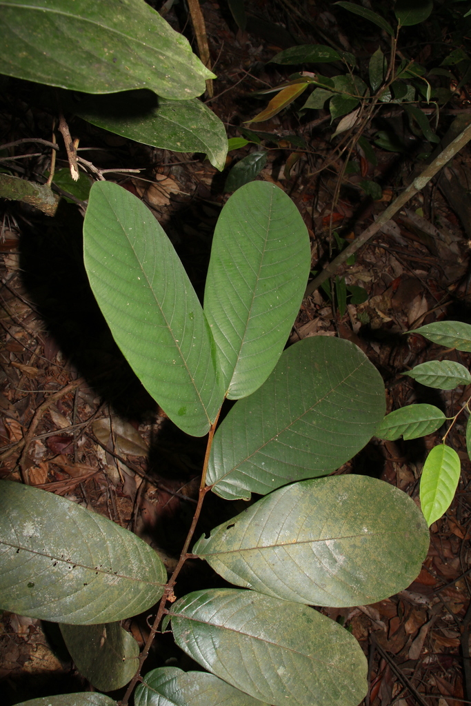 Friesodielsia latifolia