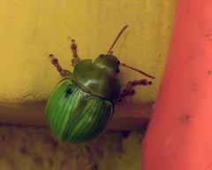 Platyphora dejeani