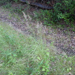 Arctagrostis latifolia