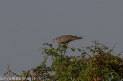 Streptopelia decipiens