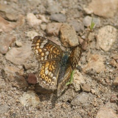 Phyciodes pallescens