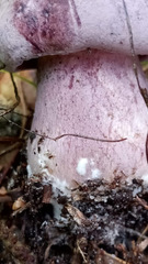 Tylopilus plumbeoviolaceus image