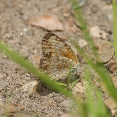 Phyciodes pallescens