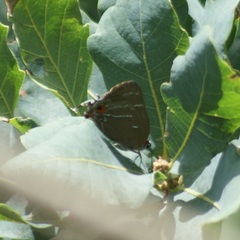 Parrhasius moctezuma