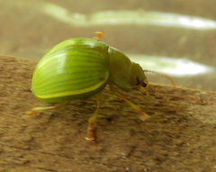 Platyphora dejeani