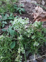 Scleranthus perennis