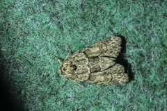 Cryphia fraudatricula