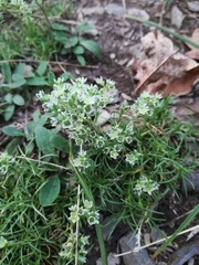 Scleranthus perennis