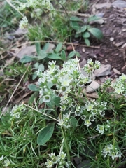 Scleranthus perennis