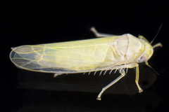 Typhlocybini