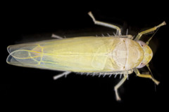 Typhlocybini