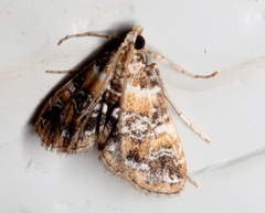 Elophila responsalis