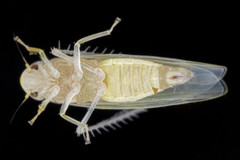 Typhlocybini