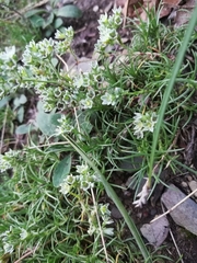 Scleranthus perennis