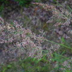 Arctagrostis latifolia