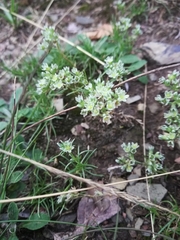 Scleranthus perennis
