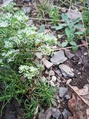 Scleranthus perennis