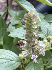 Melissodes comptoides