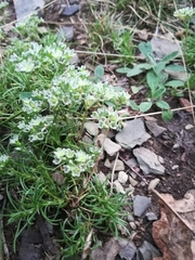 Scleranthus perennis