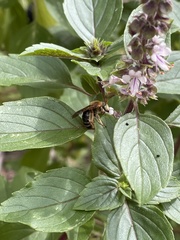 Melissodes comptoides